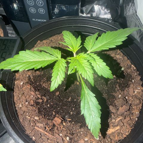 Northern lights growlog timeline photo