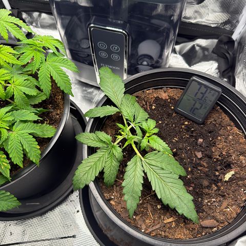 Northern lights growlog timeline photo