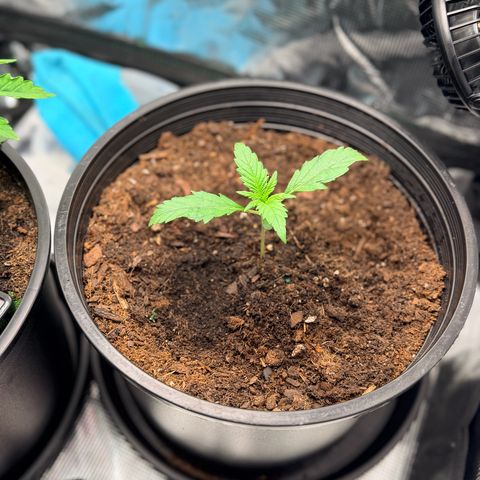 Northern lights growlog timeline photo
