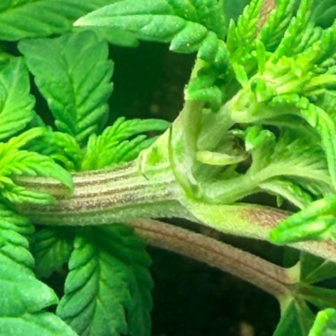 Northern lights growlog photo: Some good shots of my environment 