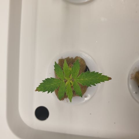 Moby Dick #1 growlog timeline photo