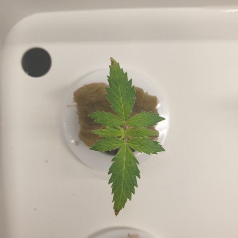 Moby Dick #1 growlog timeline photo