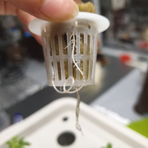 Moby Dick #1 growlog timeline photo