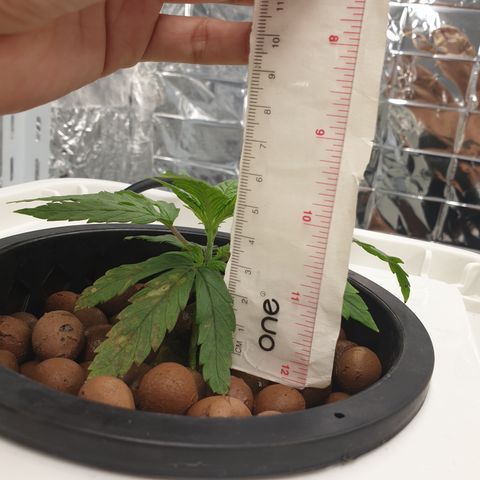 Moby Dick #1 growlog timeline photo