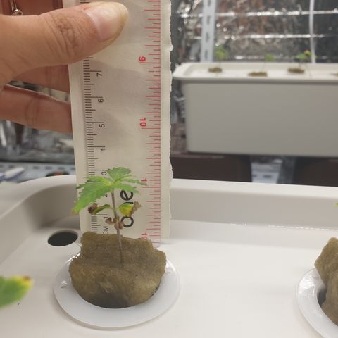 Moby Dick #1 growlog timeline photo