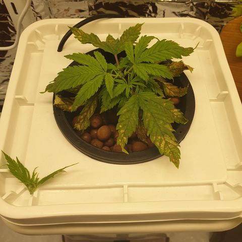 Moby Dick #1 growlog timeline photo