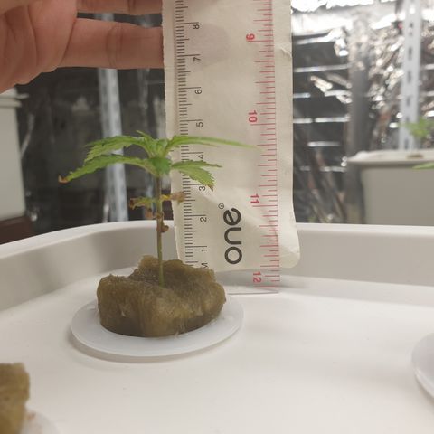 Moby Dick #1 growlog timeline photo