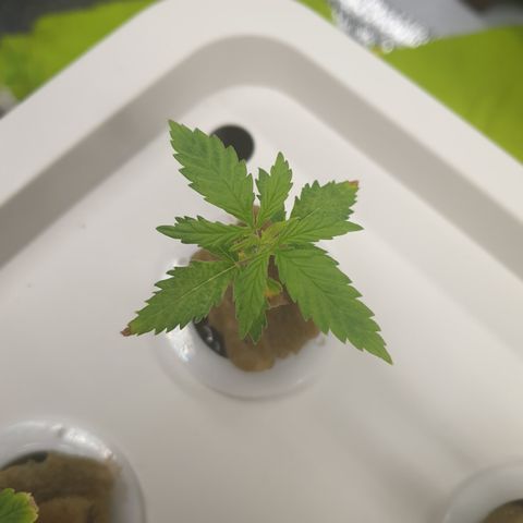 Moby Dick #1 growlog timeline photo