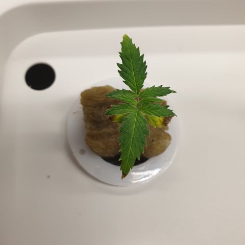 Moby Dick #1 growlog timeline photo