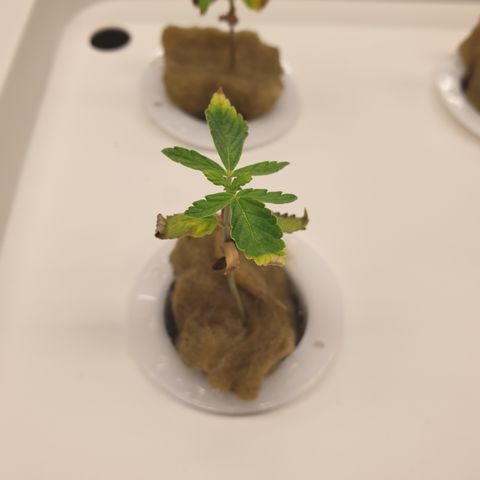 Moby Dick #1 growlog timeline photo