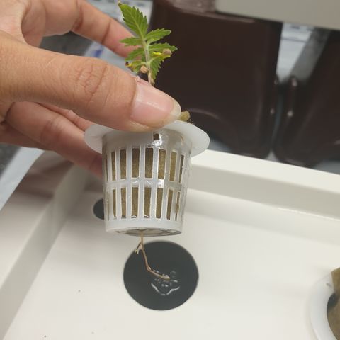Moby Dick #1 growlog timeline photo