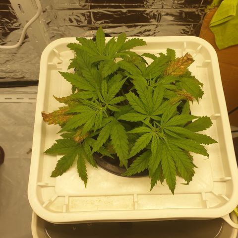 Moby Dick #1 growlog timeline photo
