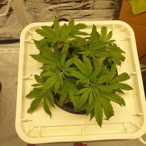 Moby Dick #1 growlog timeline photo