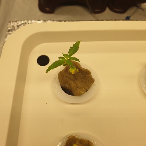Moby Dick #1 growlog timeline photo