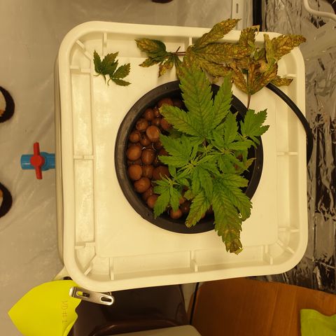 Moby Dick #1 growlog timeline photo