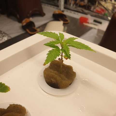 Moby Dick #1 growlog timeline photo