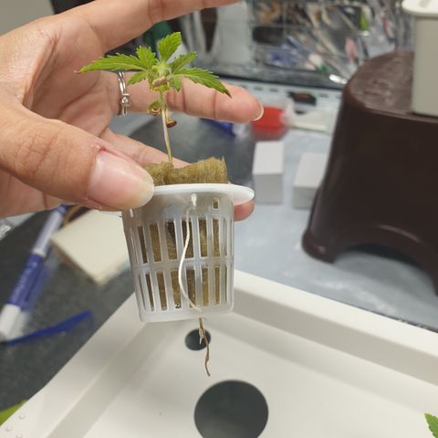 Moby Dick #1 growlog timeline photo