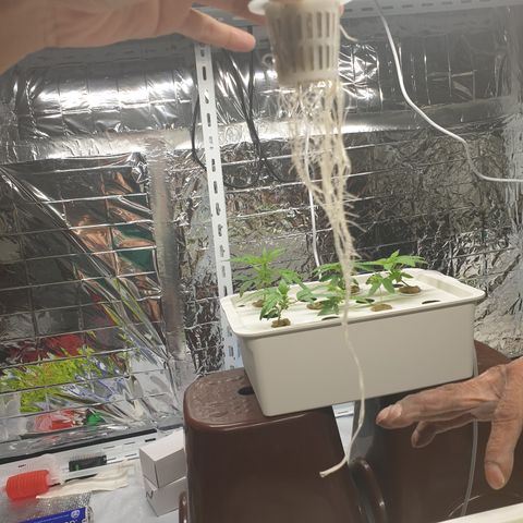 Moby Dick #1 growlog timeline photo