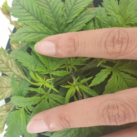 Moby Dick #1 growlog timeline photo