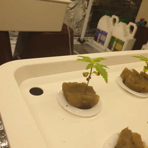 Moby Dick #1 growlog timeline photo