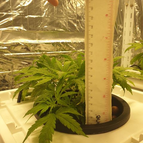Moby Dick #1 growlog timeline photo