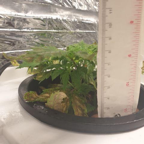 Moby Dick #1 growlog timeline photo