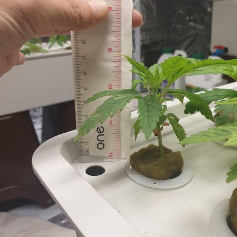 Moby Dick #1 growlog timeline photo