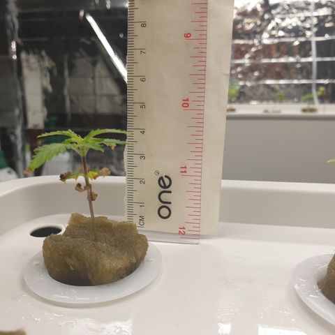 Moby Dick #1 growlog timeline photo
