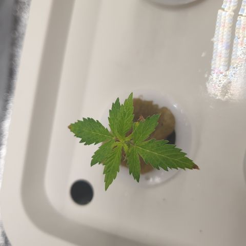 Moby Dick #1 growlog timeline photo