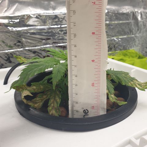 Moby Dick #1 growlog timeline photo