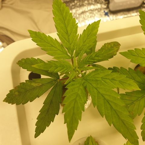 Moby Dick #1 growlog timeline photo