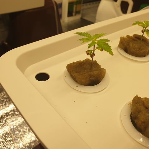 Moby Dick #1 growlog timeline photo