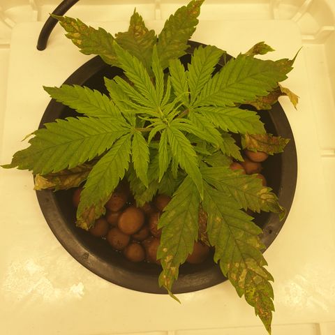 Moby Dick #1 growlog timeline photo