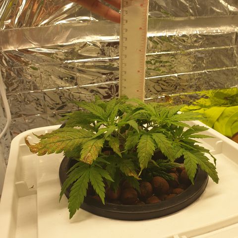 Moby Dick #1 growlog timeline photo