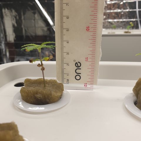 Moby Dick #1 growlog timeline photo