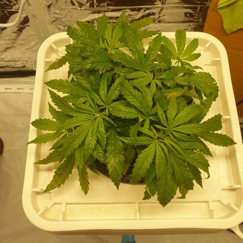 Moby Dick #1 growlog timeline photo