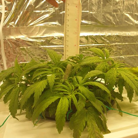 Moby Dick #1 growlog timeline photo