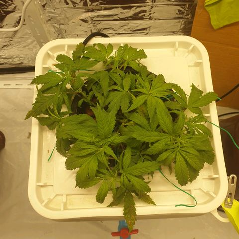 Moby Dick #1 growlog timeline photo