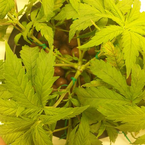 Moby Dick #1 growlog timeline photo