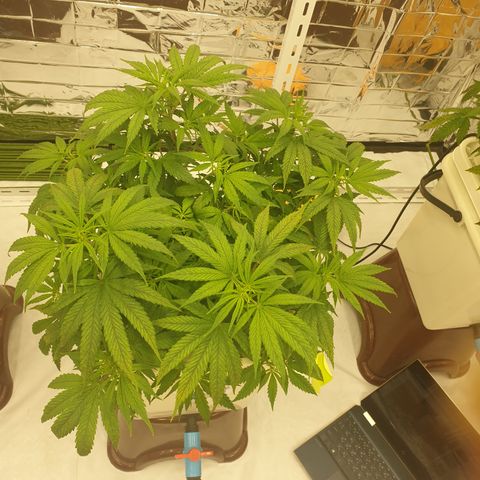 Moby Dick #1 growlog timeline photo