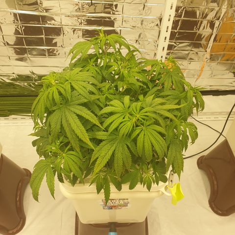 Moby Dick #1 growlog timeline photo