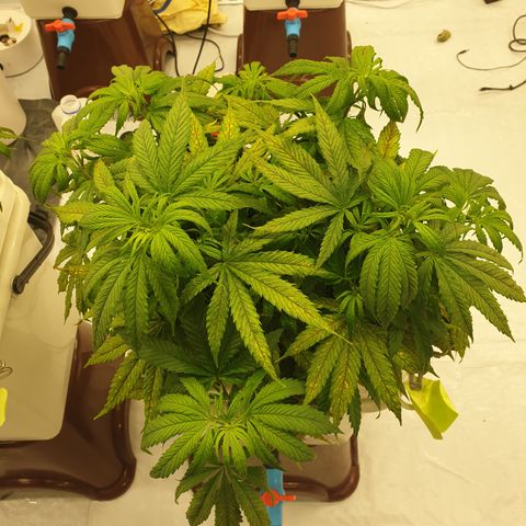 Moby Dick #1 growlog timeline photo