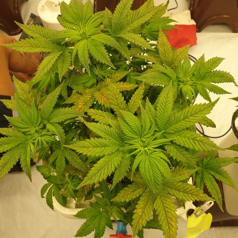 Moby Dick #1 growlog timeline photo