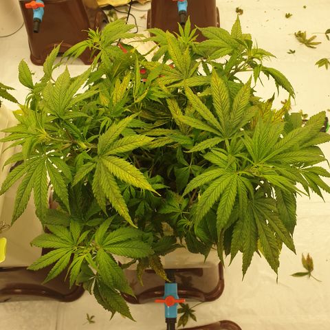 Moby Dick #1 growlog timeline photo