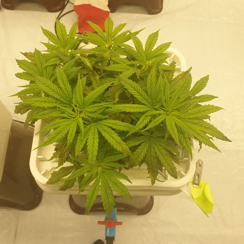 Moby Dick #1 growlog timeline photo