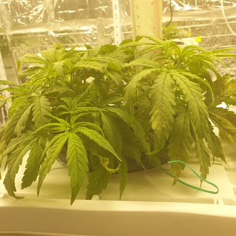 Moby Dick #1 growlog timeline photo