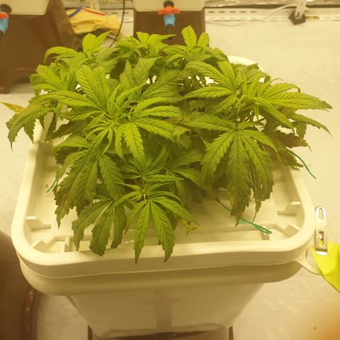Moby Dick #1 growlog timeline photo
