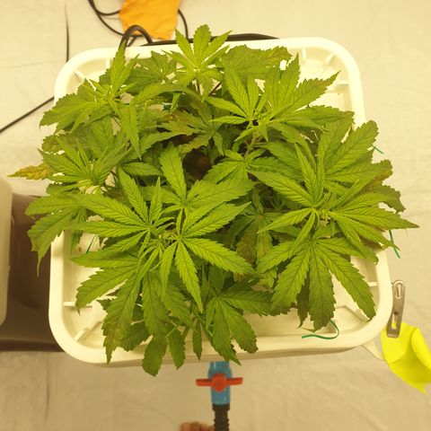 Moby Dick #1 growlog timeline photo