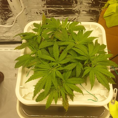 Moby Dick #1 growlog timeline photo