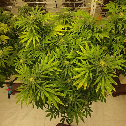 Moby Dick #1 growlog timeline photo